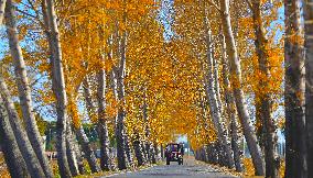 CHINA-LIAONING-HARVEST (CN)