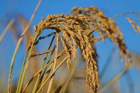 CHINA-LIAONING-HARVEST (CN)