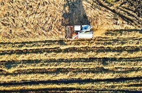 CHINA-LIAONING-HARVEST (CN)