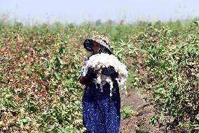 EGYPT-KAFR EL-SHEIKH-COTTON-HARVEST