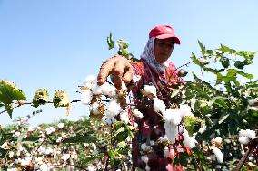 EGYPT-KAFR EL-SHEIKH-COTTON-HARVEST