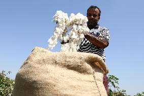 EGYPT-KAFR EL-SHEIKH-COTTON-HARVEST