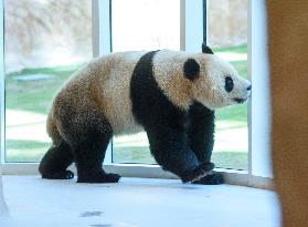 QATAR-DOHA-CHINA-GIANT PANDAS-ARRIVAL