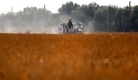 CHINA-LIAONING-SHENYANG-PADDY RICE-HARVEST (CN)