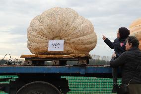 BELGIUM-KASTERLEE-PUMPKIN REGATTA