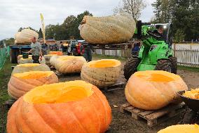 BELGIUM-KASTERLEE-PUMPKIN REGATTA