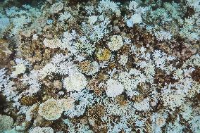 Bleached coral reef in Okinawa