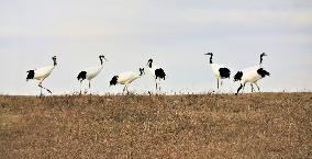 CHINA-HEILONGJIANG-ZHALONG-NATURE RESERVE (CN)