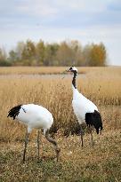 CHINA-HEILONGJIANG-ZHALONG-NATURE RESERVE (CN)