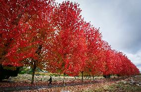 CANADA-VANCOUVER-AUTUMN SCENERY