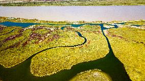 CHINA-SHANDONG-YELLOW RIVER DELTA WETLAND-SCENERY (CN)