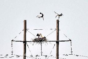 CHINA-SHANDONG-YELLOW RIVER DELTA WETLAND-SCENERY (CN)