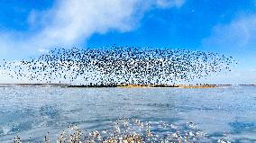 CHINA-SHANDONG-YELLOW RIVER DELTA WETLAND-SCENERY (CN)