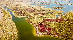 CHINA-SHANDONG-YELLOW RIVER DELTA WETLAND-SCENERY (CN)