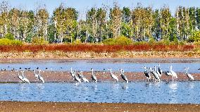 CHINA-SHANDONG-YELLOW RIVER DELTA WETLAND-SCENERY (CN)