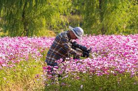 SOUTH KOREA-GOYANG-FLOWERS