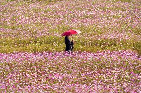 SOUTH KOREA-GOYANG-FLOWERS