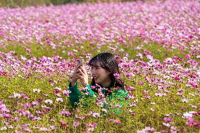 SOUTH KOREA-GOYANG-FLOWERS