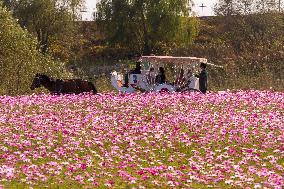 SOUTH KOREA-GOYANG-FLOWERS