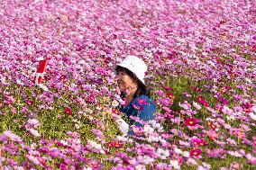 SOUTH KOREA-GOYANG-FLOWERS