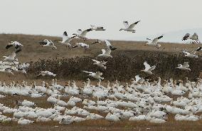 CANADA-RICHMOND-SNOW GOOSE-MIGRATION