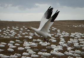 CANADA-RICHMOND-SNOW GOOSE-MIGRATION