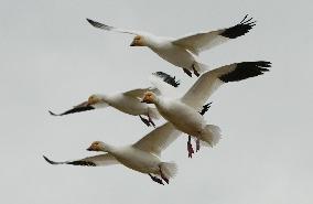 CANADA-RICHMOND-SNOW GOOSE-MIGRATION