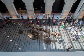 SINGAPORE-TYRANNOSAURUS REX-EXHIBITION