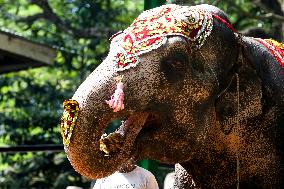 MYANMAR-YANGON-ELEPHANT-BIRTHDAY