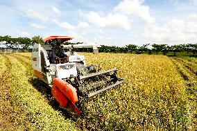 MYANMAR-YANGON-PADDY RICE-HARVEST