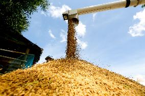 MYANMAR-YANGON-PADDY RICE-HARVEST