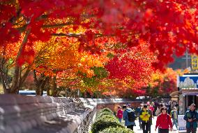 SOUTH KOREA-CHEONGSONG-AUTUMN SCENERY