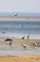 EGYPT-FAYOUM-SCENERY