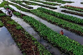 BANGLADESH-BARISAL-FLOATING VEGETABLE GARDEN