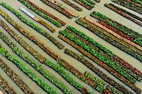 BANGLADESH-BARISAL-FLOATING VEGETABLE GARDEN