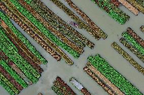 BANGLADESH-BARISAL-FLOATING VEGETABLE GARDEN