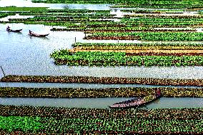 BANGLADESH-BARISAL-FLOATING VEGETABLE GARDEN