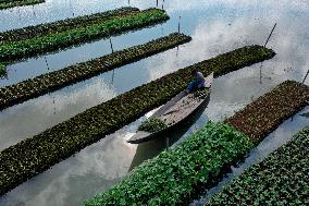 BANGLADESH-BARISAL-FLOATING VEGETABLE GARDEN