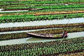 BANGLADESH-BARISAL-FLOATING VEGETABLE GARDEN