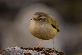 NEW ZEALAND-BIRD OF THE YEAR