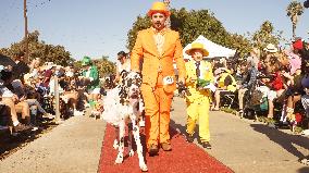 U.S.-CALIFORNIA-LONG BEACH-HALLOWEEN-DOG PARADE