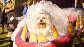 U.S.-CALIFORNIA-LONG BEACH-HALLOWEEN-DOG PARADE