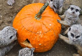 CROATIA-ZAGREB-HALLOWEEN-ZOO