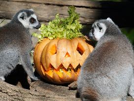 ITALY-ROME-ZOO-ANIMAL-HALLOWEEN