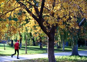 CHINA-BEIJING-AUTUMN-SCENERY (CN)