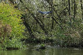 THE NETHERLANDS-ENVIRONMENT-BIESBOSCH NATIONAL PARK
