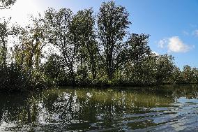 THE NETHERLANDS-ENVIRONMENT-BIESBOSCH NATIONAL PARK