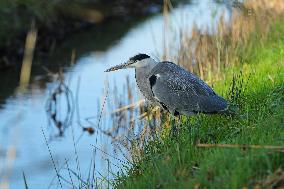 THE NETHERLANDS-ENVIRONMENT-BIESBOSCH NATIONAL PARK