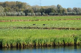 THE NETHERLANDS-ENVIRONMENT-BIESBOSCH NATIONAL PARK