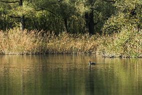 THE NETHERLANDS-ENVIRONMENT-BIESBOSCH NATIONAL PARK